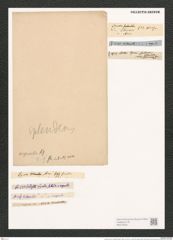 Synedra ulna var. aequalis (Kuetz.) Rabh. (de-Toni-Nr.: Genus 66, Species 2584) Zeichnungen Sammlung Grunow (NHMW-BOT-W0373555)